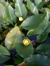 Nuphar-angustifolia-147