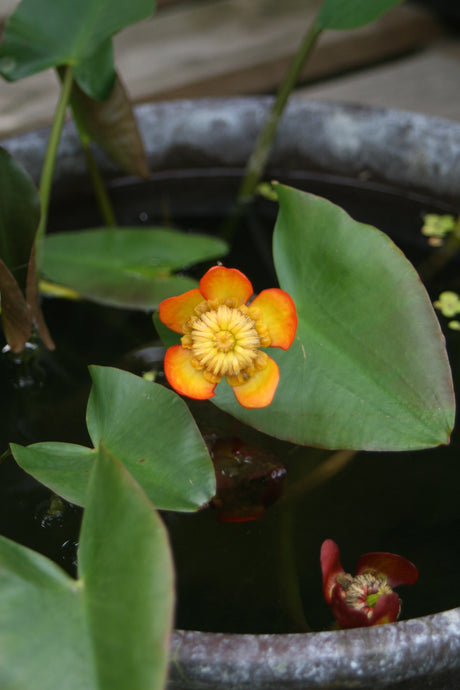 Nuphar-jap-var-rubrotincta-2495