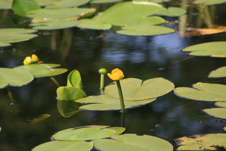 Nuphar-lutea-4996