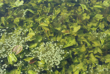 Nuphar-lutea-6715