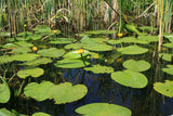 Nuphar-lutea-9287