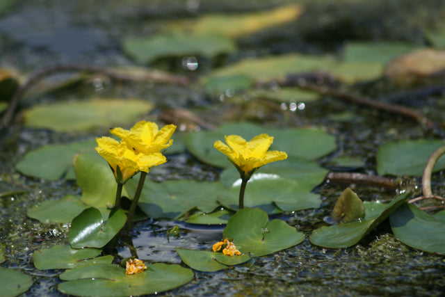 Nymphoides-peltata-2154