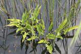 Peltandra-virginica_0338
