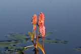 Persicaria-amphibia_1362