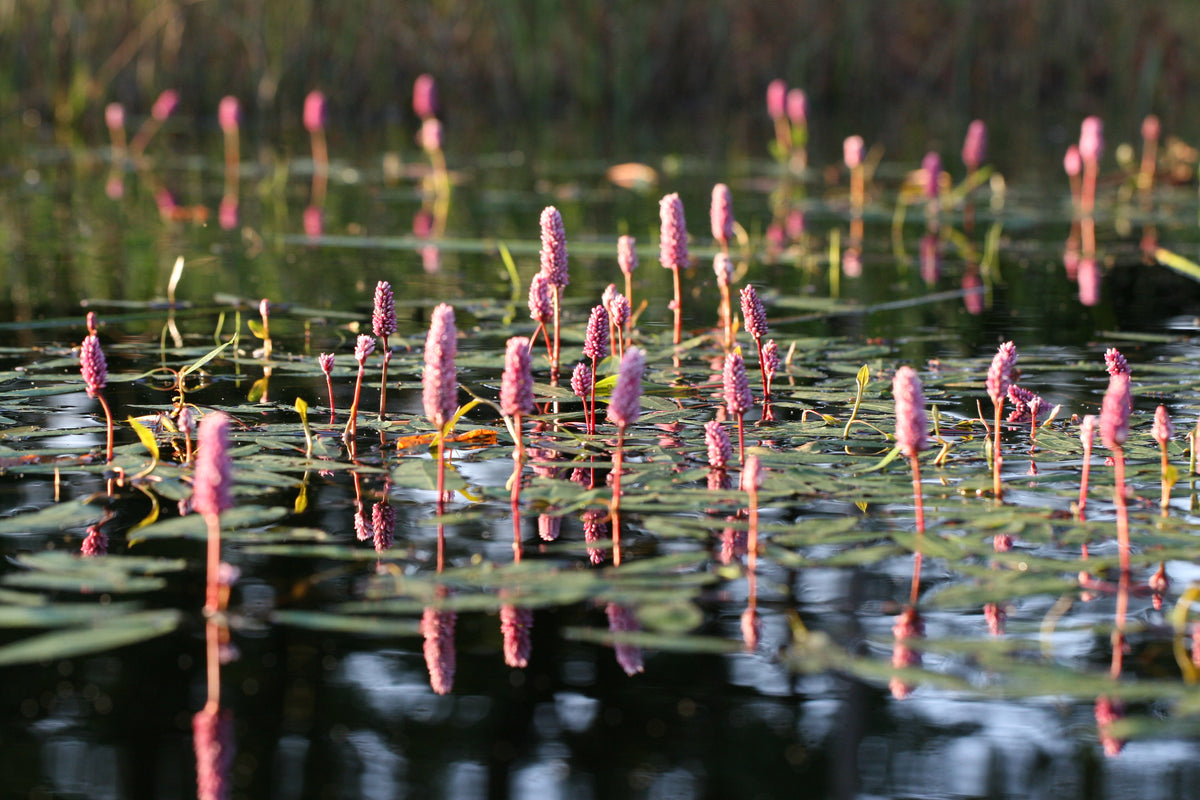 Persicaria-amphibia__1355
