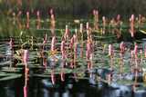 Persicaria-amphibia__1355