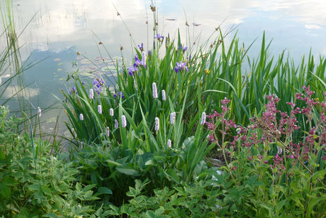 Persicaria-bistorta-Iris-versicolor-0108
