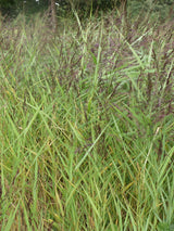 Phragmites-australis-Humilis-023