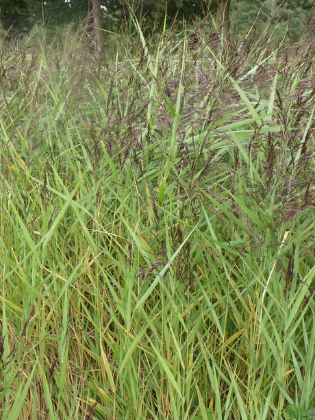 Phragmites-australis-Humilis-023