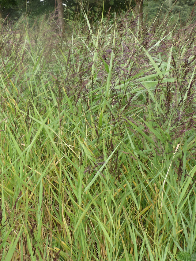 Phragmites-australis-Humilis-023
