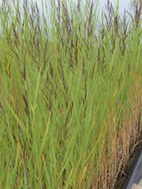 Phragmites-australis-Humilis-070