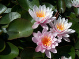 Pink-Beauty-015