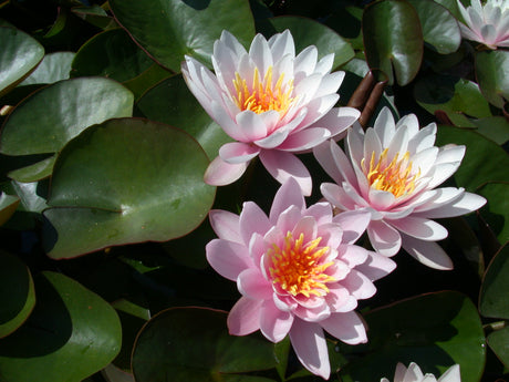 Pink-Beauty-015