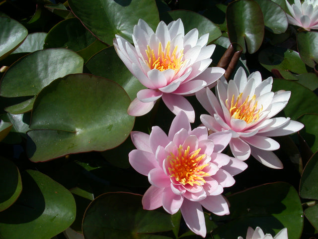 Pink-Beauty-015