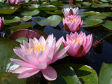 Pink-Beauty-078