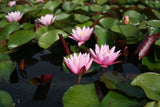 Pink-Sensation-8571