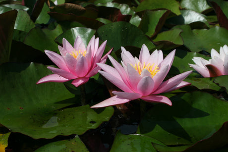 Pink-Sensation-9937