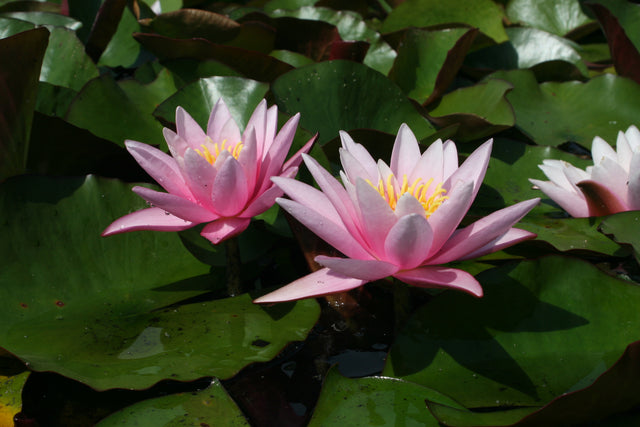 Pink-Sensation-9937
