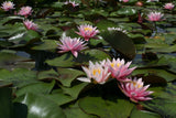 Pink-Sensation-9940
