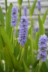 Pontederia-lanceolata-1802