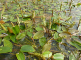 Potamogeton-natans-0700