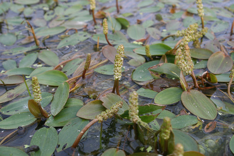 Potamogeton-natans-6235