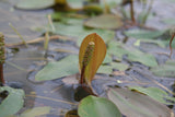 Potamogeton-natans-6236