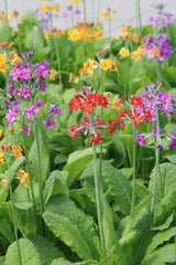 Primula-bulleesiana-6885