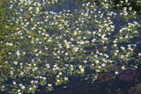 Ranunculus-aquatilis-1750