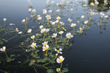 Ranunculus-aquatilis-9144