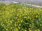 Ranunculus-flammula-32