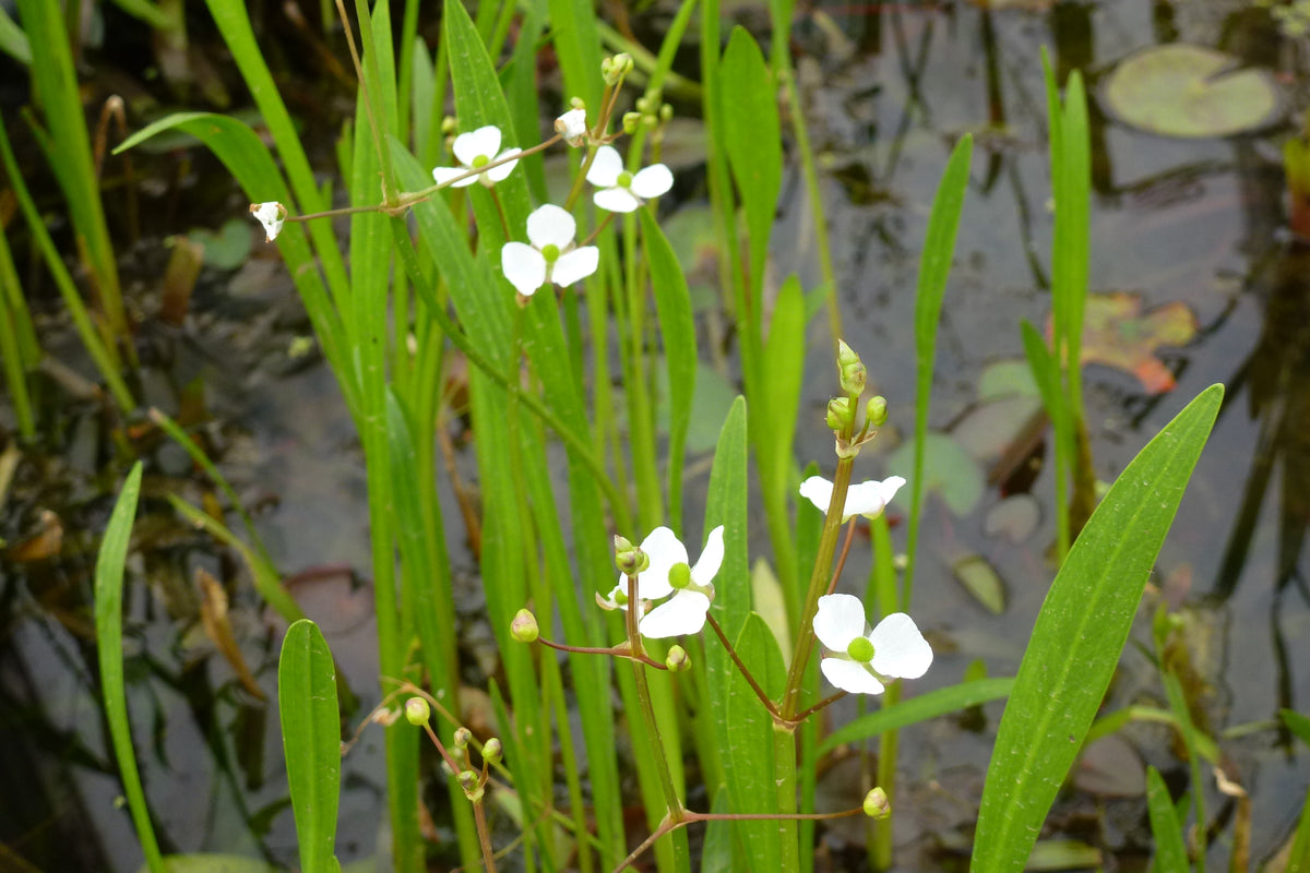 Sagittaria-graminea-0904