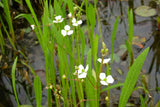 Sagittaria-graminea-0904