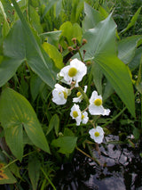 Sagittaria-latifolia-160