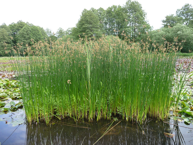 Scirpus-lacustris-022