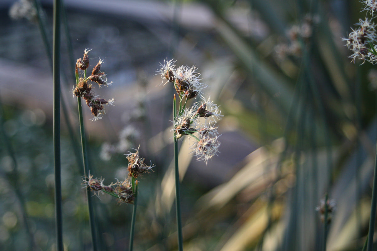 Scirpus-lacustris-6249