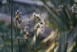 Scirpus-lacustris-6249