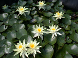 Sulphurea-001