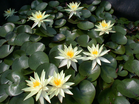 Sulphurea-001