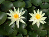 Sulphurea-008