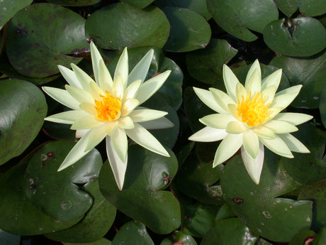 Sulphurea-008