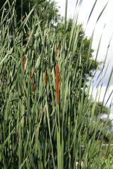 Typha-angustifolia-6555