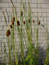 Typha-laxmannii-10-231
