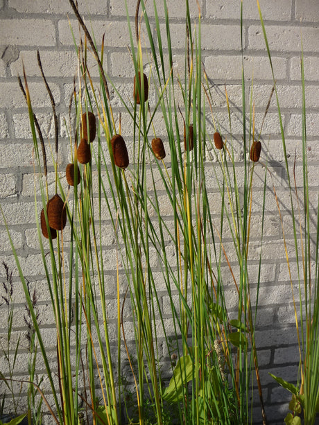Typha-laxmannii-10-231