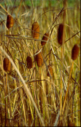 Typha-laxmannii