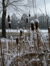 Typha-laxmannii14