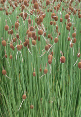 Typha-minima-31