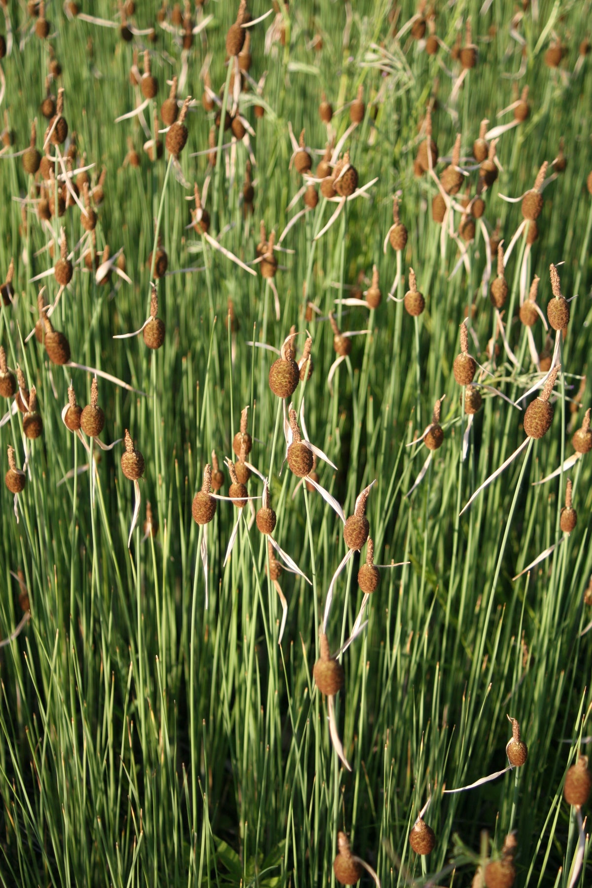 Typha-minima-4175