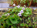 Viola-palustris-096