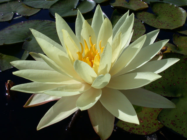 Yellow-Queen-123